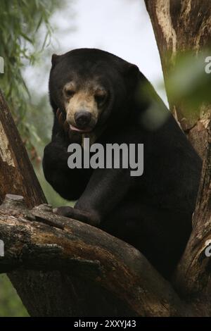 Bär in seinem Kletterbaum Stockfoto