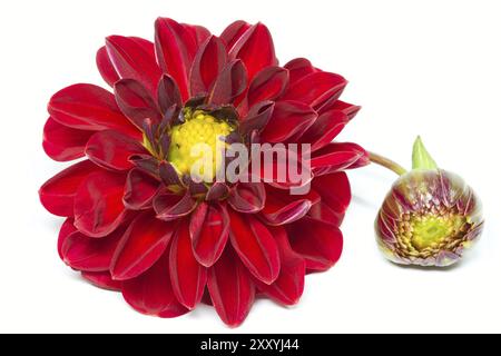 Dahlia in Blüte mit großer Schärfentiefe Stockfoto