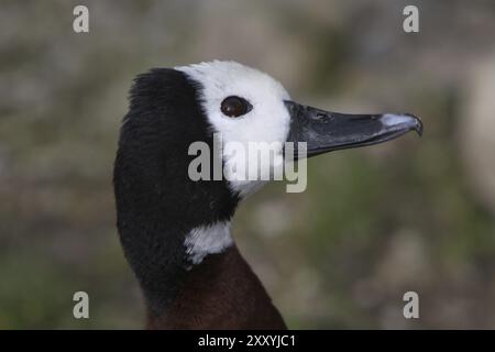 Witwe pfeifende Gans Stockfoto