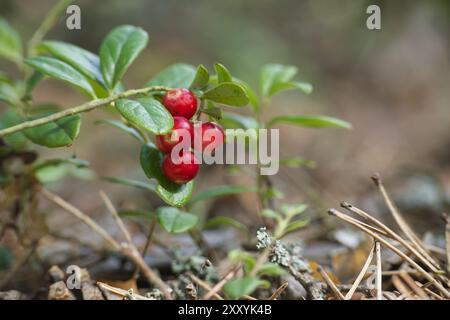 Detaillierte Abbildung von roten Preiselbeeren auf einem Zweig, die ihr frisches und lebendiges Aussehen in einer ruhigen Waldlandschaft hervorheben. Ideal für Natur und bo Stockfoto