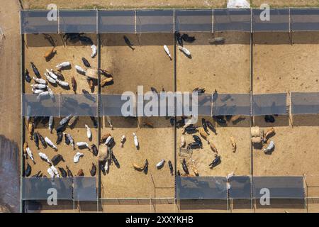 Viehhaltung mit Fleischkühen. Viehfütterung auf Futterplätzen im ländlichen Raum Floridas Stockfoto