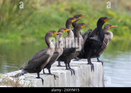 Eine Schar doppelwandiger Kormorane, die über einem Teich thront. Palo Alto Baylands, Santa Clara County, Kalifornien. Stockfoto