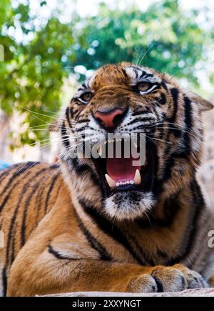 Porträt eines brüllenden Tigers, aufgenommen im Tiger Temple in der Nähe von Kanchanaburi, Thailand. Stockfoto