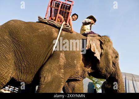 Die bunte Elefantenrunde in Surin, Thailand. Stockfoto