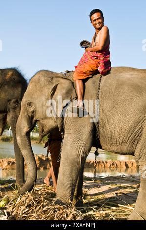 Die bunte Elefantenrunde in Surin, Thailand. Stockfoto