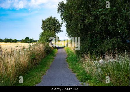 Asphaltradweg durch die grünen Felder in der dänischen Landschaft Rodby, Lolland, Dänemark Stockfoto