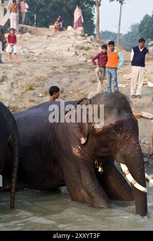 Elefanten, die während der Sonepur Mela in Bihar, Indien, im Fluss Gandak baden. Stockfoto