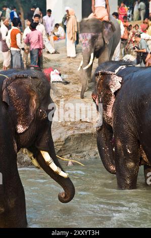 Elefanten, die während der Sonepur Mela in Bihar, Indien, im Fluss Gandak baden. Stockfoto