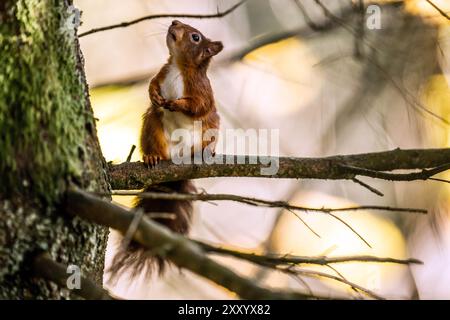 Aktenfoto vom 11/21: Ein rotes Eichhörnchen, das vor dem Winter im Widdale Red Squirrel Reserve im Yorkshire Dales National Park nach Nahrung sucht. Das Vereinigte Königreich läuft Gefahr, sein rechtsverbindliches Ziel zum Schutz der biologischen Vielfalt und der Natur zu verfehlen, so ein Bericht. Großbritannien verpflichtete sich, bis 2030 mindestens 30 % des Landes und des Meeres zu schützen und zu erhalten – ein internationales Ziel, das als 30 x 30 bekannt ist und auf der Konferenz der Vereinten Nationen zur Biodiversität (COP15) im Dezember 2022 in Montreal vereinbart wurde. Ausgabedatum: Dienstag, 27. August 2024. Stockfoto