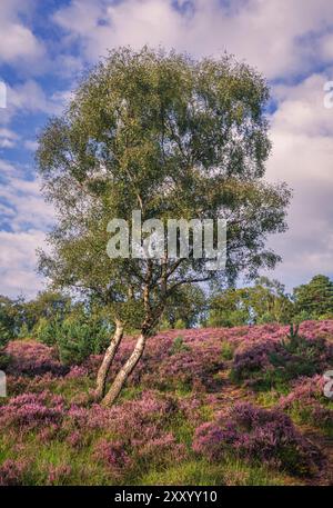 Eine silberne Birke inmitten der violetten Heidekraut auf dem Heidegebiet des Ashdown Forest Old Lodge Naturschutzgebiets im Osten von Sussex im Südosten Englands Großbritannien Stockfoto