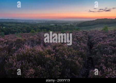 Sonnenaufgang über der August Heather im Ashdown Forest am High weald im Osten von Sussex im Südosten Englands Großbritannien Stockfoto