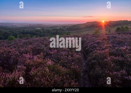 Sonnenaufgang über der August Heather im Ashdown Forest am High weald im Osten von Sussex im Südosten Englands Großbritannien Stockfoto