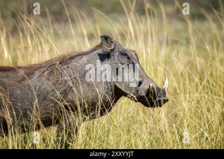 Ein Warzenschwein steht auf einem Feld mit hohem Savannengras. Das Warzenschwein ist allein, umgeben von der gelben Vegetation Stockfoto