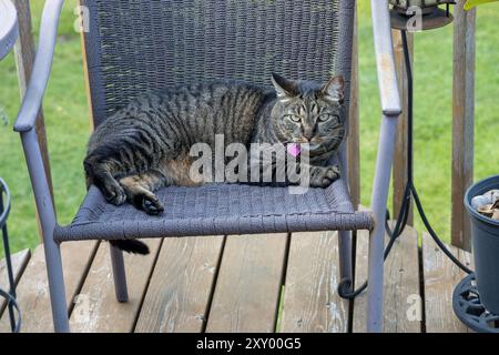 Nahaufnahme einer braun-grau gestreiften Tabbykatze, die ruhig auf einem Rasenstuhl auf einer Holzterrasse ruht Stockfoto