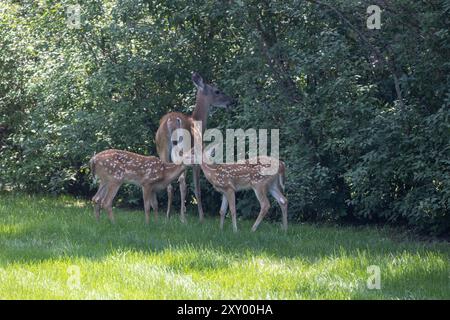 Mutter Weissschwanzhirsche, die an einer Hecke mit ihren beiden jungen Fleckenköpfen steht, an einem sonnigen Tag Stockfoto