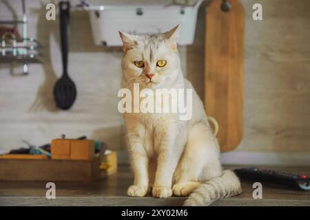 Britische Silberkatze sitzt auf dem Küchentisch. Tageslicht. Stockfoto