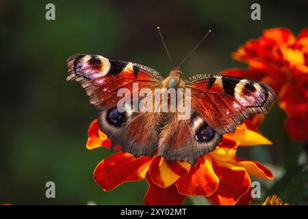 Pfauenauge Schmetterling auf Ringelblume Stockfoto