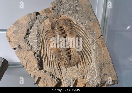 Ein fossiler Trilobit, eingebettet in ein Gesteinsfragment. Das Fossil weist eine detaillierte Segmentierung auf, wobei gerippte Abschnitte entlang seiner Länge verlaufen und beibehalten werden Stockfoto