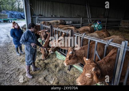 Berneuil (Mittelwestfrankreich), 4. Dezember 2023: Tierarzt Cyril Duperron führt eine Ultraschalluntersuchung an einer Kuh mit einer Sonde durch. Das Farming Combo Stockfoto