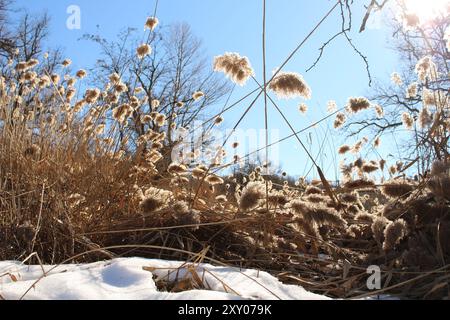 Traumhintergrund mit phragmites australis, blühende Pflanzenart aus der Grasfamilie Poaceae, Monzuno, Italien Stockfoto