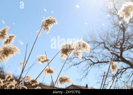 Traumhintergrund mit phragmites australis, blühende Pflanzenart aus der Grasfamilie Poaceae, Monzuno, Italien Stockfoto