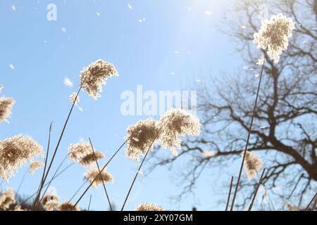 Traumhintergrund mit phragmites australis, blühende Pflanzenart aus der Grasfamilie Poaceae, Monzuno, Italien Stockfoto