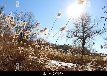 Traumhintergrund mit phragmites australis, blühende Pflanzenart aus der Grasfamilie Poaceae, Monzuno, Italien Stockfoto