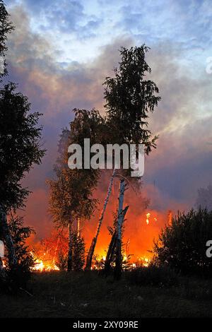 Waldfeuer, Feuersteiger, Corse, Frankreich Stockfoto