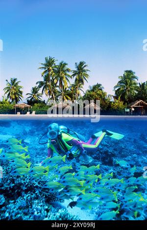 Geteiltes Bild, Tauchen in einem Korallenriff mit blaugestreiften Schnappern (Lutjanus kasmira), Insel Mirihi, Ari Atoll, Malediven Stockfoto