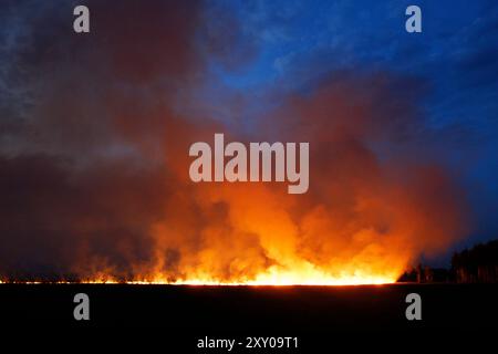 Waldfeuer, Feuersteiger, Corse, Frankreich Stockfoto