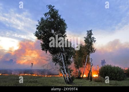 Waldfeuer, Feuersteiger, Corse, Frankreich Stockfoto