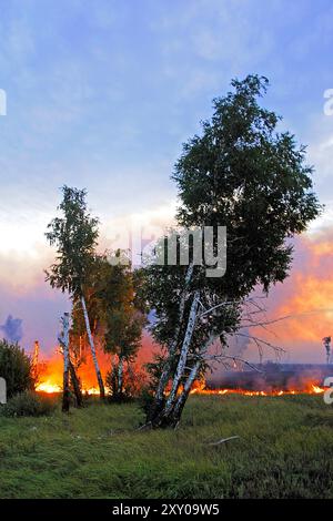 Waldfeuer, Feuersteiger, Corse, Frankreich Stockfoto