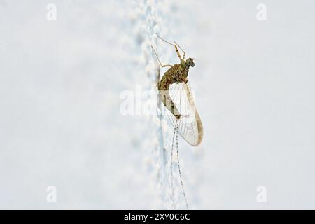 Eintagsfliege Ephemeroptera sp. . Eintagsfliege Ephemeroptera sp. . 20240724MIC0861 *** Mayfly Ephemeroptera sp Mayfly Ephemeroptera sp 20240724MIC0861 Stockfoto