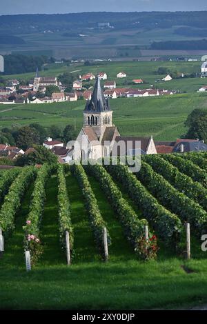 Villedommange (Nordostfrankreich): Dorf mit Häusern um die Kirche Saint-Lie aus dem 13. Jahrhundert und Landschaft mit Weinbergen Stockfoto