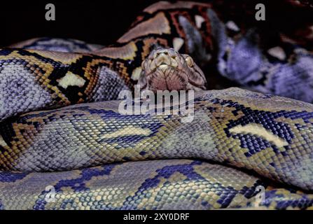 Der Netzpython (Malayopython reticulatus) ist eine in Süd- und Südostasien heimische Pythonart. Stockfoto
