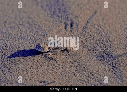 Die arabische Krötenagama (Phrynocephalus arabicus) ist eine Art von Agammaeidechse, die in Saudi-Arabien, Katar, den Vereinigten Arabischen Emiraten, Oman, Iran, Und Stockfoto