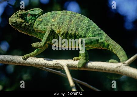 Das indische Chamäleon (Chamaeleo zeylanicus) ist eine Art von Chamäleon, die in Sri Lanka, Indien, Pakistan und anderen Teilen Südasiens vorkommt. Stockfoto