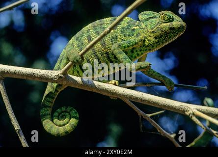 Das indische Chamäleon (Chamaeleo zeylanicus) ist eine Art von Chamäleon, die in Sri Lanka, Indien, Pakistan und anderen Teilen Südasiens vorkommt. Stockfoto