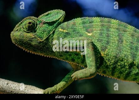 Das indische Chamäleon (Chamaeleo zeylanicus) ist eine Art von Chamäleon, die in Sri Lanka, Indien, Pakistan und anderen Teilen Südasiens vorkommt. Stockfoto