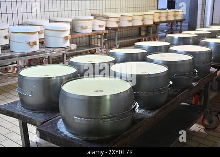 Italien, Emilia-Romagna: Castelvetro di Modena. Cooperativa San Silvestro, 1975 gegründete Parmesan-Käsefabrik, spezialisiert auf die Herstellung von Par Stockfoto