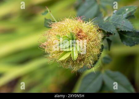 Rose Bedeguar Gall, allgemein bekannt als Robins Pin Polster, hergestellt von der Diplolepis Rosae Gall Wespe. Sussex, Großbritannien Stockfoto