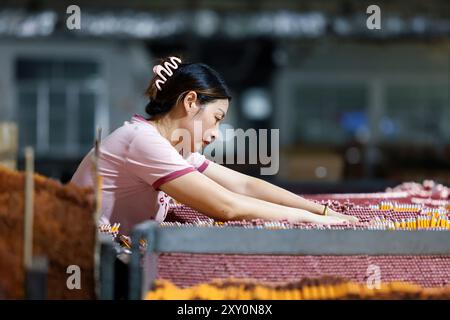 SUQIAN, CHINA - 27. AUGUST 2024 - Ein Arbeiter produziert Bleistifte in der Produktionswerkstatt von Chinas erster Bleistiftfirma in Suqian, Jiangsu p Stockfoto