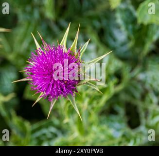 Silybum marianum, Milchteilknochblume Stockfoto
