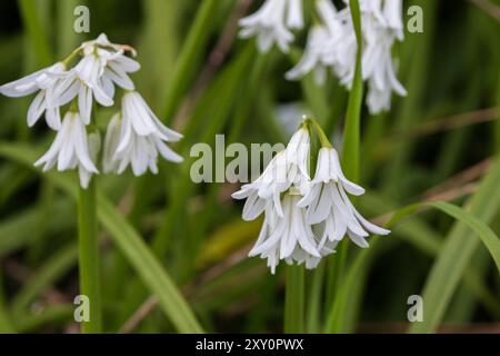 Mehrere Blumenköpfe des dreieckigen Knoblauchs, Allium triquetrum. Stockfoto