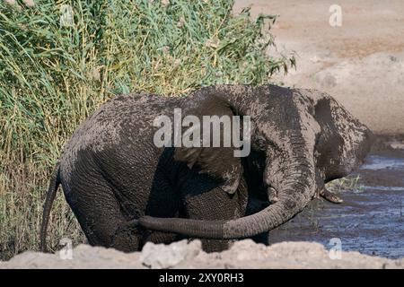 Afrikanischer Elefant (Loxodonta africana), der sich an einem Wasserloch im Etosha-Nationalpark in Namibia mit Schlamm und Staub bedeckt Stockfoto