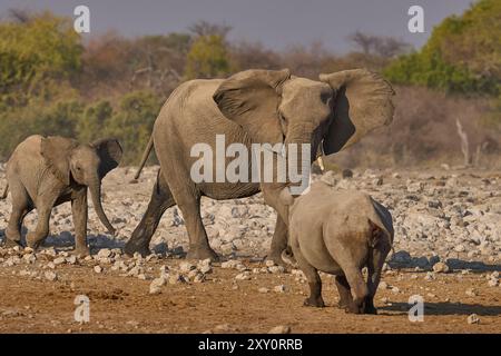 Das Schwarze Nashorn (Diceros bicornis) macht Platz zu einer Herde afrikanischer Elefanten (Loxodonta africana), die sich einem Wasserloch im Etosha-Nationalpark nähert Stockfoto