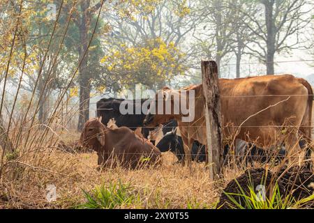 Goiania, Goias, Brasilien – 25. August 2024: Eine kleine Rinderherde, die auf der Weide des Bauernhofes ruht. Stockfoto