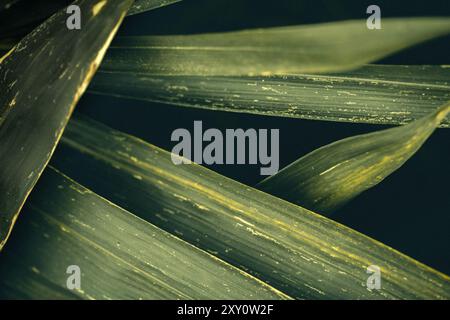 Nahaufnahme von grünen Pflanzenblättern mit natürlicher Textur und komplizierten Mustern, ideal für Hintergründe oder botanische Studien. Stockfoto