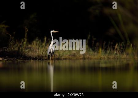 Ein majestätischer Graureiher steht elegant am Ufer des Wassers, umgeben von der schwach beleuchteten Ruhe eines Waldes. Dieses Bild fängt die heitere Inte ein Stockfoto