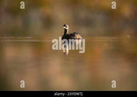 Ein ruhiges Bild, das einen jungen Rattenschnabelschnabel zeigt, der anmutig auf ruhigem Wasser schwimmt, umgeben von sanften Reflexen und natürlichen Tönen. Stockfoto